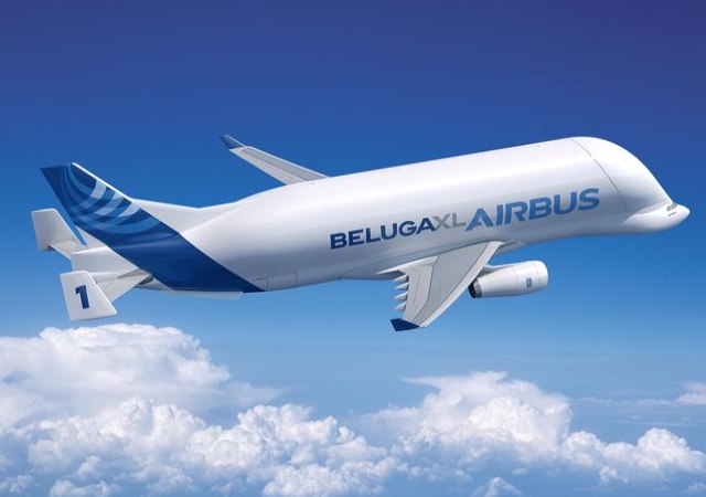 beluga-0.jpg