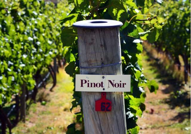 pinot-noir-cambio-climatico-dreamstime.jpg