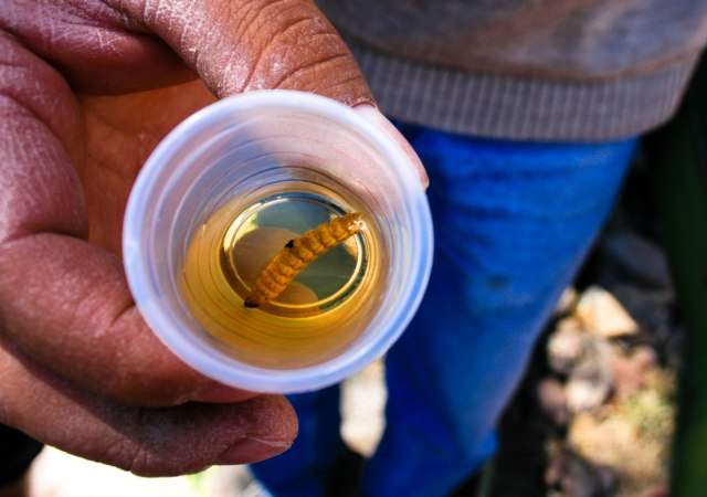 mezcal.jpg