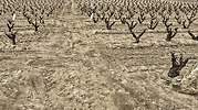 Adiós a las uvas Pinot Noir, Chardonnay o Cabernet: el vino ante el cambio climático