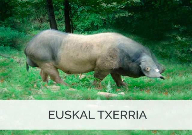 cerdo-euskal-txerria-1.jpg