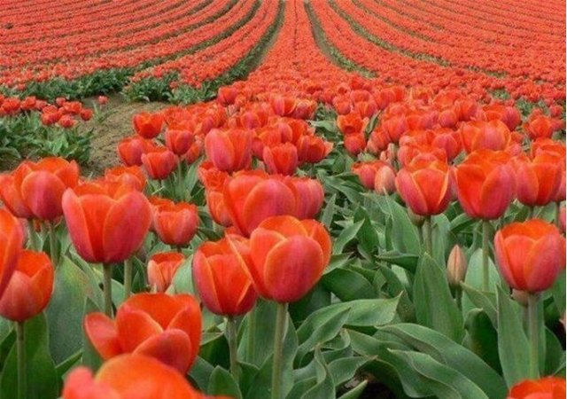 tulipanes.jpg