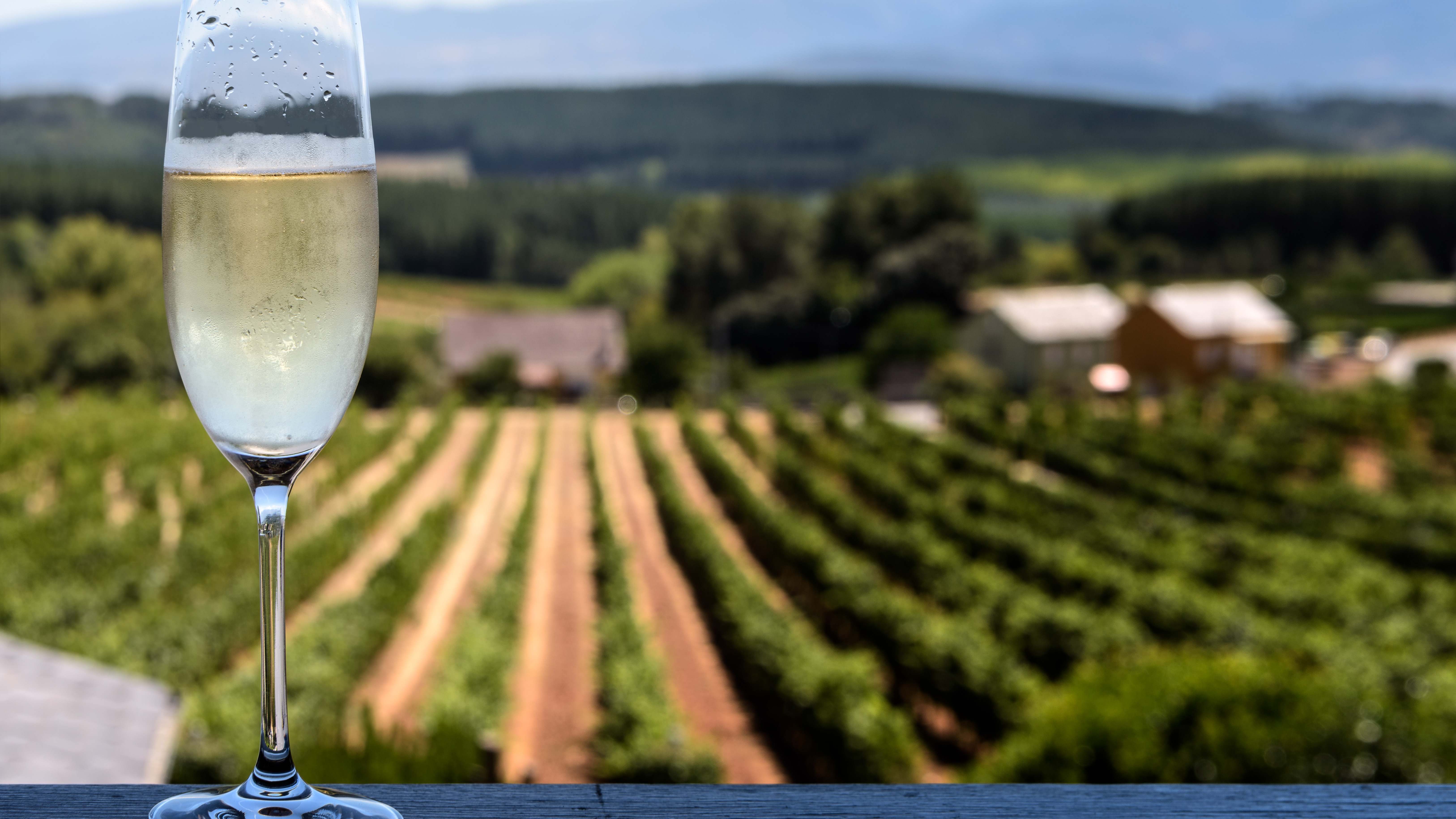 Copa de cava frente a viñedos