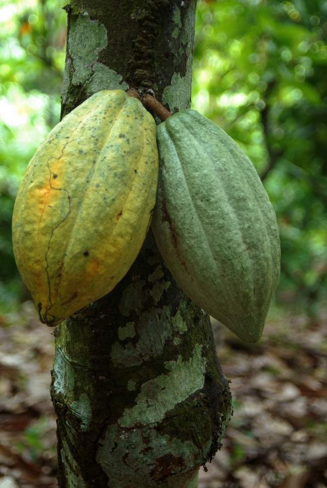 Cacao_002-1650.jpg