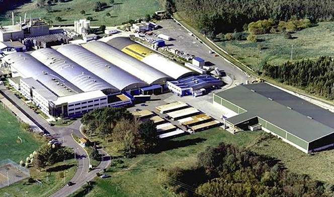 planta-de-Calvo-de-Carballo.jpg