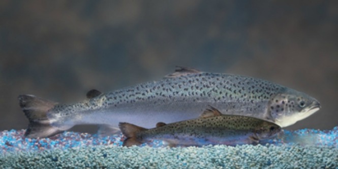 salmon-aquabounty .jpg