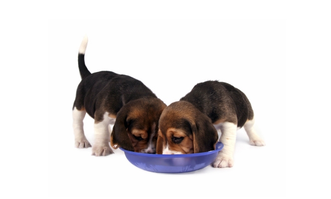 perros-comida.jpg