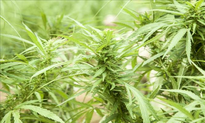 marihuana-665.jpg