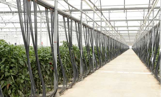 cultivo-sin-tierra-665.jpg