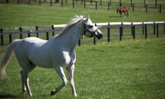 tapit-hierba.jpg