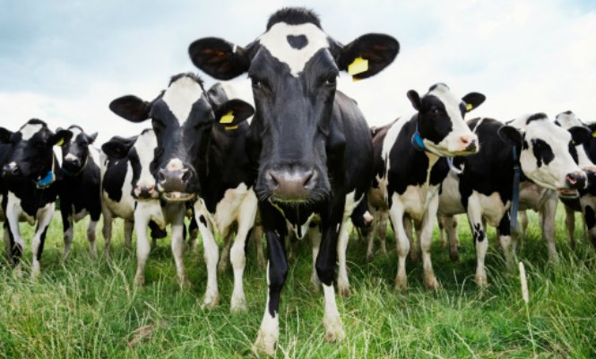 vacas.jpg
