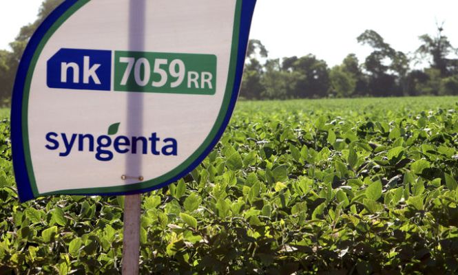 syngenta_campo.jpg