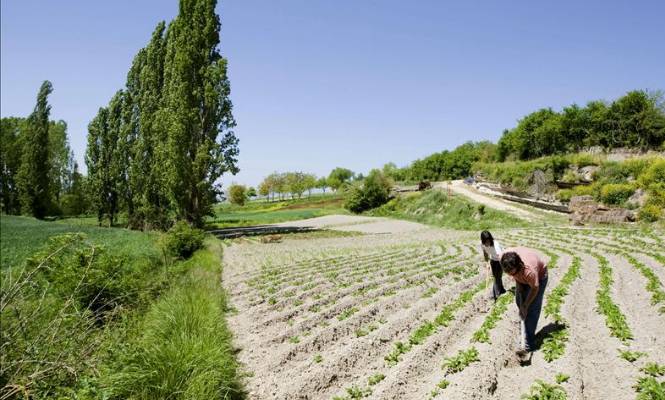 agricultura-665-efe.jpg