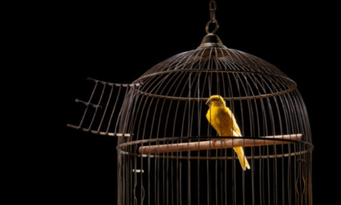 canario