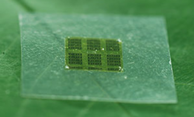 biochip-vegetal-655400.jpg
