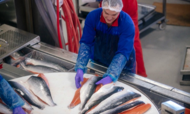 salmon-trabajador-noruega.jpg