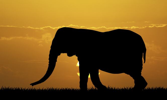 elefante-665.jpg