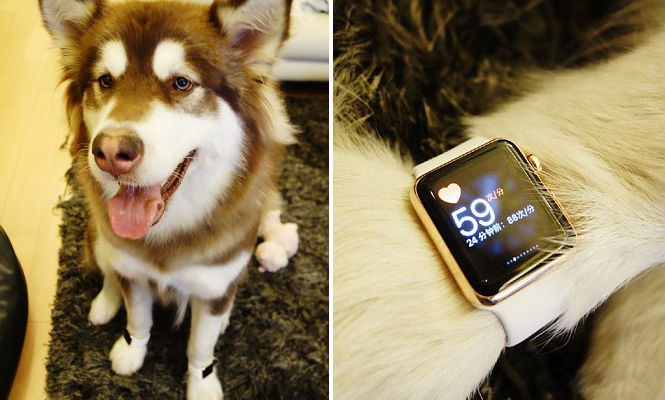 apple-watch-perro.jpg