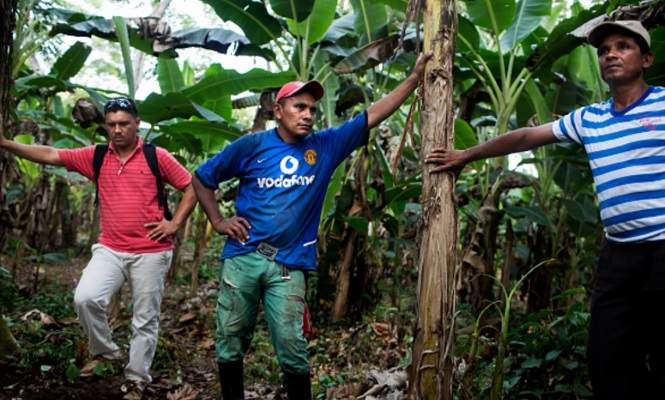 plantacion-coca-colombia.jpg