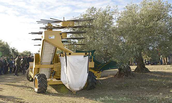 olivar-cosechadora-665.jpg