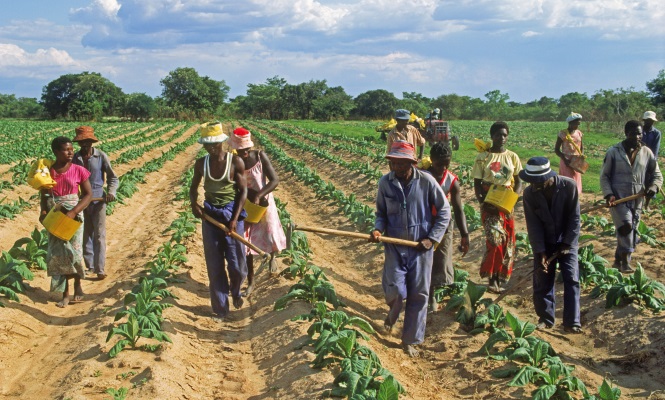 agricultores-zimbabue.jpg