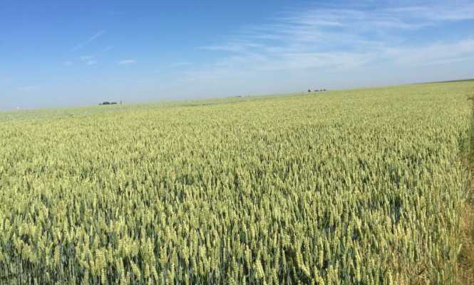 trigo-665.jpg