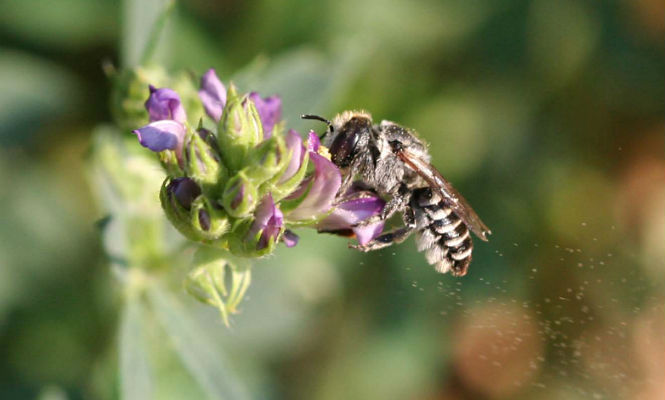 abeja-2.jpg