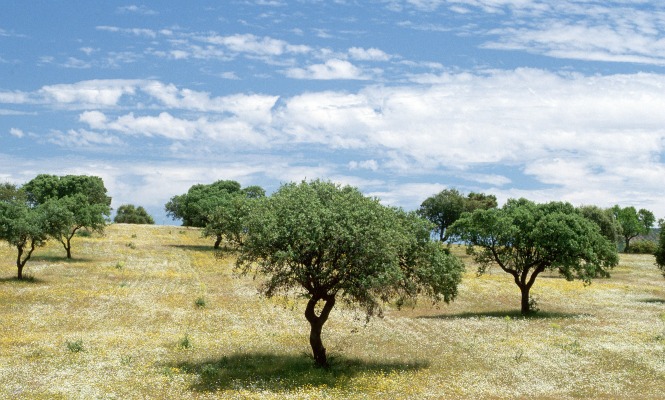 olivos-extremadura.jpg