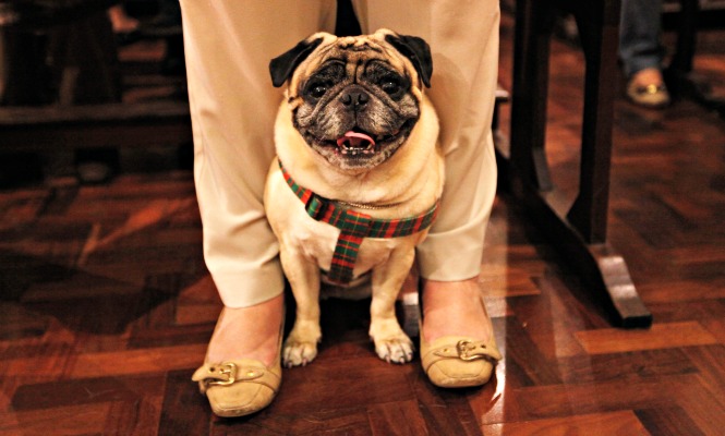 perro-mascota-665.jpg