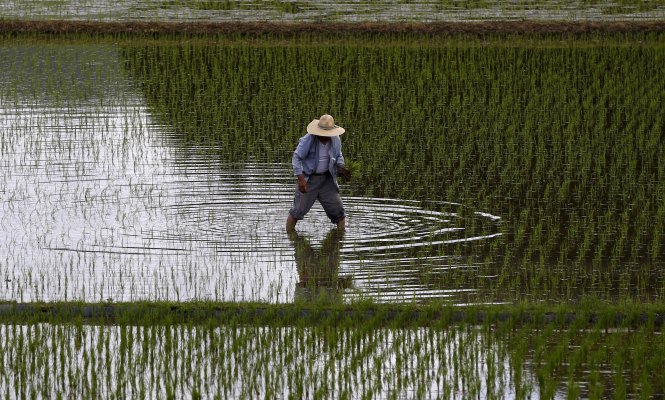 japon agricultor