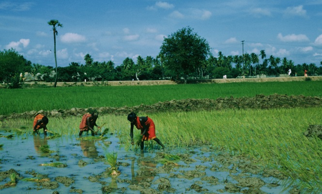 campo-arroz-india.jpg