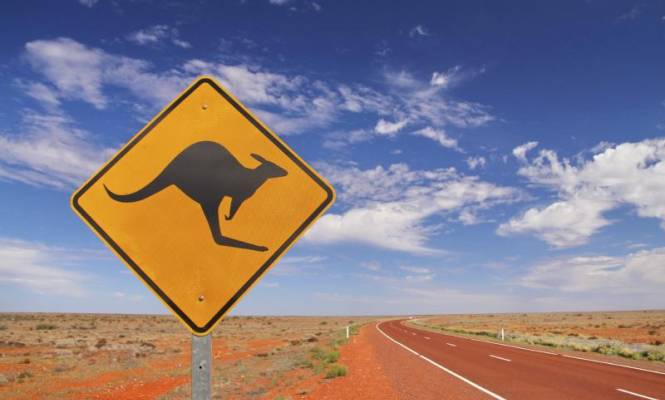 australia-665-canguro.jpg