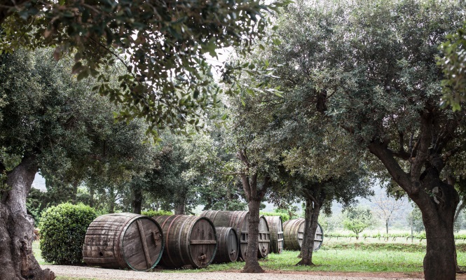 olivos-italianos.jpg