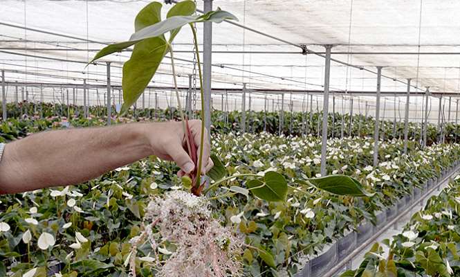 cultivo-sin-tierra-665.jpg
