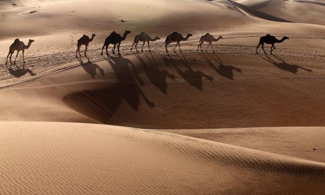 desierto-camellos-getty-665.jpg