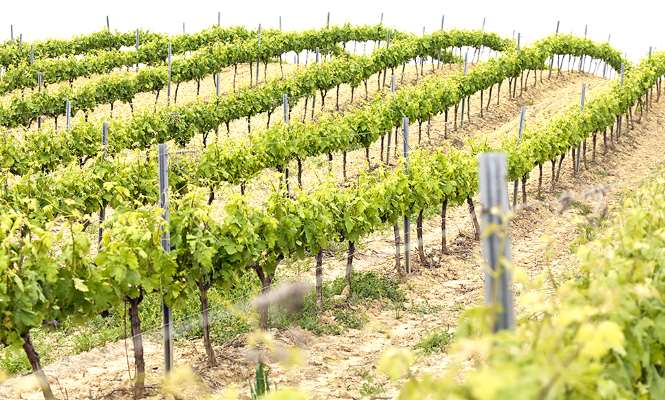 vinedo-665-istock.jpg