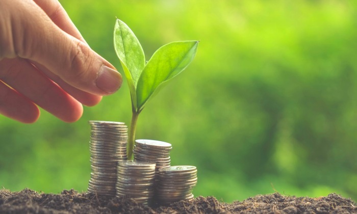 planta-dinero.jpg