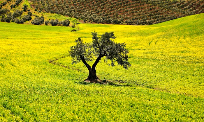 olivo-campo-700.jpg