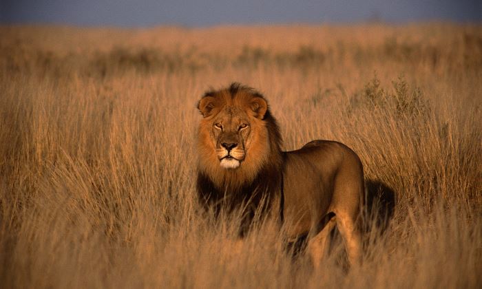 leon-savana-700.jpg