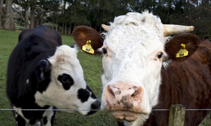 vacas-eeuu.jpg
