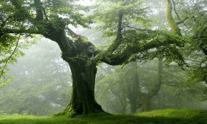 arbol-gigante-700.jpg