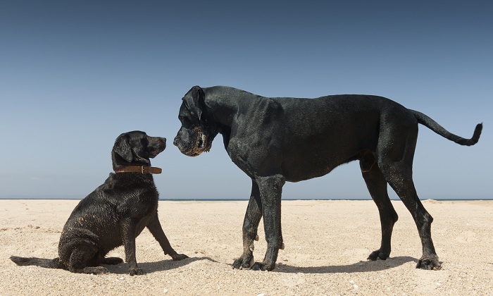 Perros.jpg