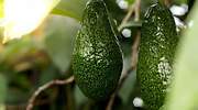 El lobby del aguacate pone el ojo en España: Es uno de nuestros mayores intereses