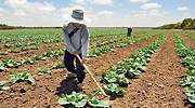 Planas pone en pie de guerra  al sector agrario andaluz