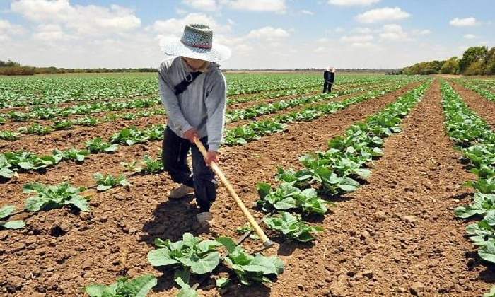 700x420_agricultura_770x420.jpg