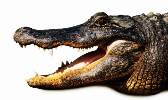 cocodrilo-700.jpg