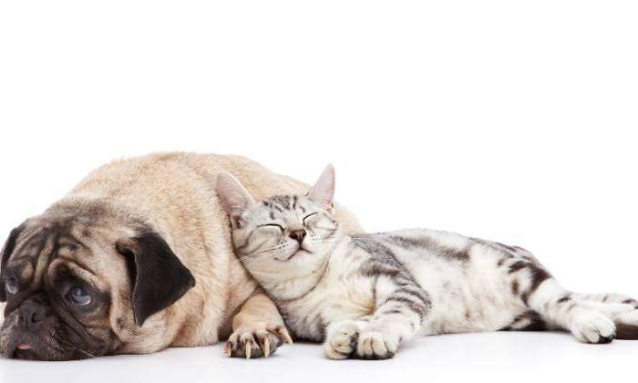 700x420_perro-gato-amor-770-dreamstime.jpg