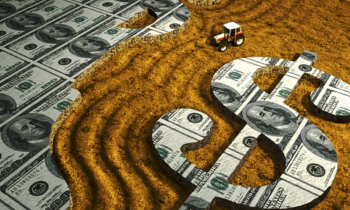 dollar-mundo-campo.jpg