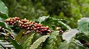 10 secretos de la planta del café que no conocías (y no te dejarán indiferente)