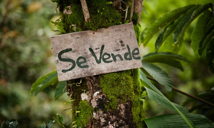 se-vende-arbol.jpg